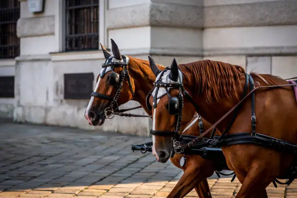 Photo of Two brown harnessed horses in Vienna