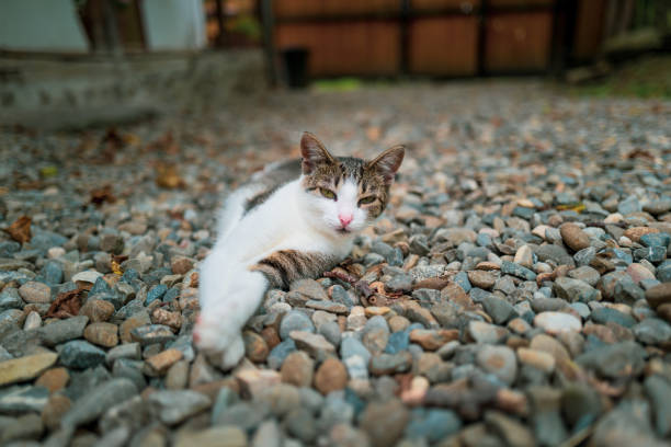 Color image depicting a lazy cat lying down outdoors. Room for copy space.