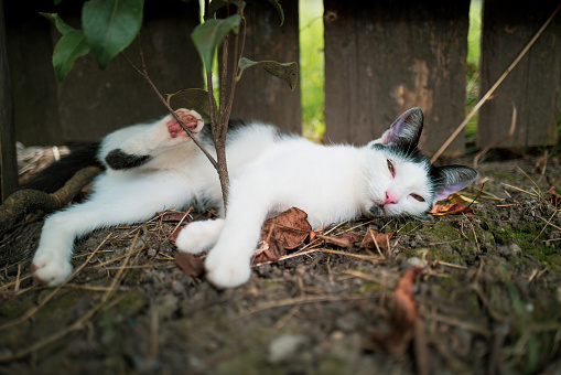 Color image depicting a lazy cat lying down outdoors. Room for copy space.