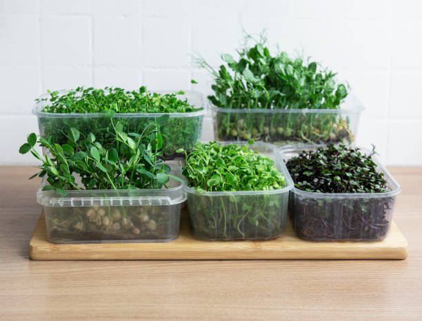 istock Assortment of micro greens on wooden table 1331750024