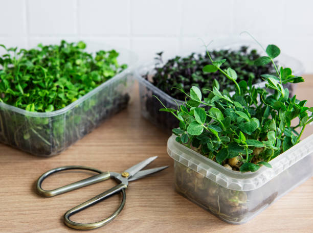 istock Assortment of micro greens on wooden table 1331750043