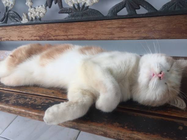 istock A fat cat with thick fur sleeping on its back with a funny pose. 1331750145