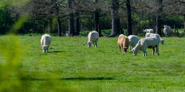 istock flock of charolais cows in pasture 1331750824