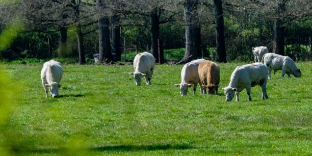 istock flock of charolais cows in pasture 1331750825