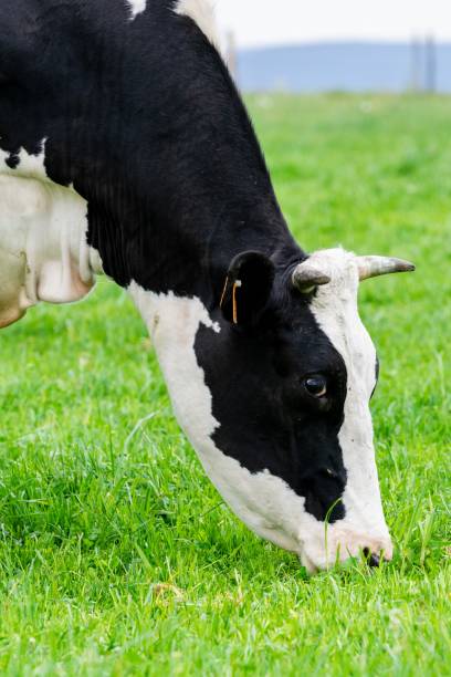 istock view of holstein cow in pasture 1331750853