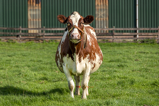 Pregnant cow with rope around snout is standing with young, in a farmyard, front fully in view