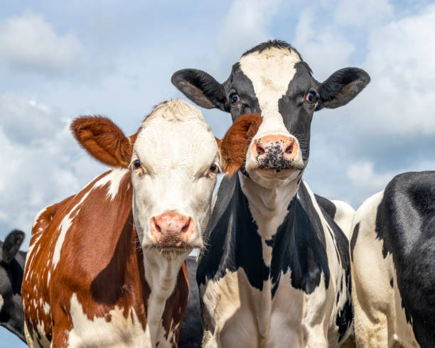 Two cows side by side, tender portrait of two cows, lovingly together, with dreamy eyes, red and black and white with cloudy blue sky background Two cows side by side, tender portrait of two cows, lovingly together, with dreamy eyes, red and black and white with cloudy sky background two cows stock pictures, royalty-free photos & images