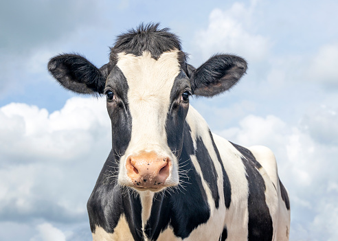 Cute cow, black and white friendly innocent look, pink nose, in front of  a blue sky.