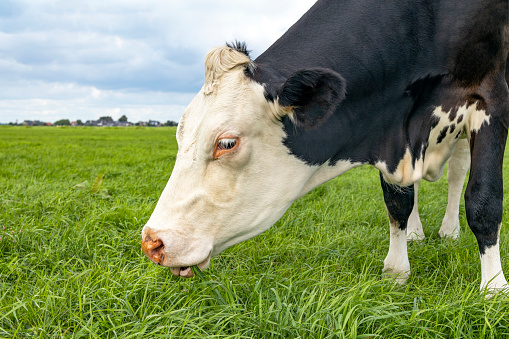 Grazing cow, eating blades of grass, black and white, in a green pasture, horizon over land