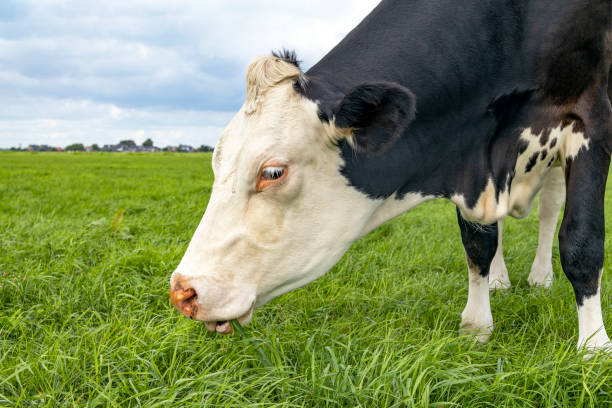 Grazing cow, eating blades of grass, black and white, in a green pasture stock photo