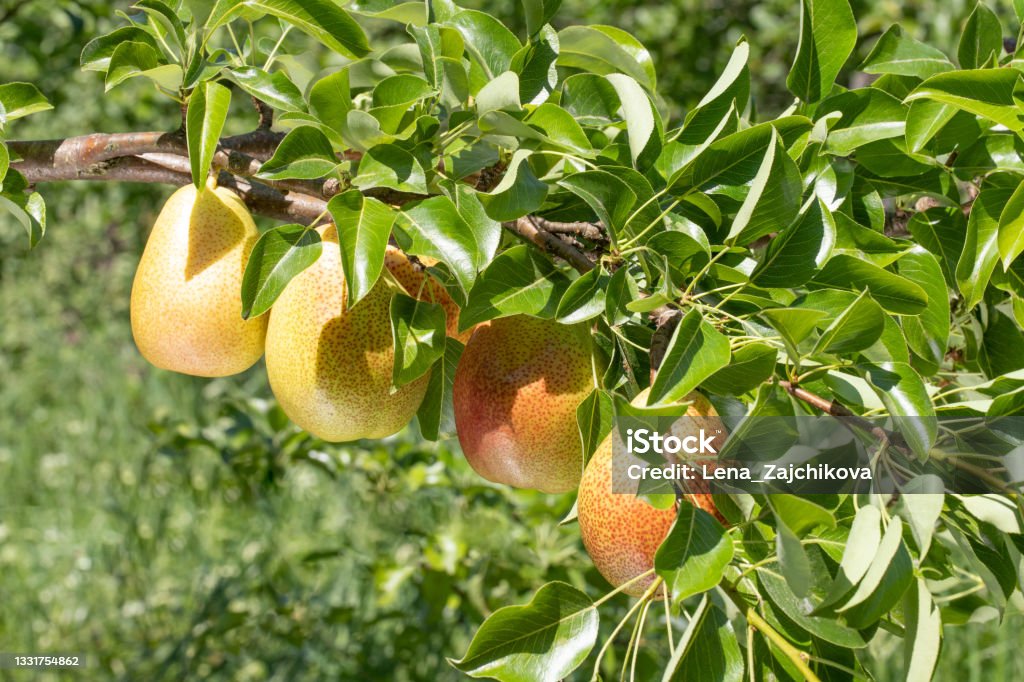 branch heavily leaning due to the weight of the of ripe forelle pears ready to pick branch  heavily leaning due to the weight of the of ripe forelle pears ready to pick Branch - Plant Part Stock Photo