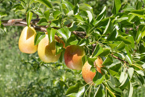 branch heavily leaning due to the weight of the of ripe forelle pears ready to pick branch  heavily leaning due to the weight of the of ripe forelle pears ready to pick forelle pear stock pictures, royalty-free photos & images