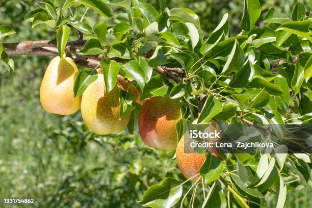Branch Heavily Leaning Due To The Weight Of The Of Ripe Forelle Pears Ready To Pick Stock Photo - Download Image Now