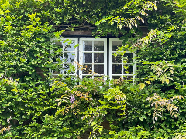 Lush overgrown window architecture of rural Dorset, England, UK. Hidden windows and surrounded reveals of lush overgrown architecture add charm to the countryside of rural Dorset, England, UK. hiding place stock pictures, royalty-free photos & images