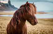 Icelandic horse portrait. Icelandic horse is a breed of horse developed in Iceland