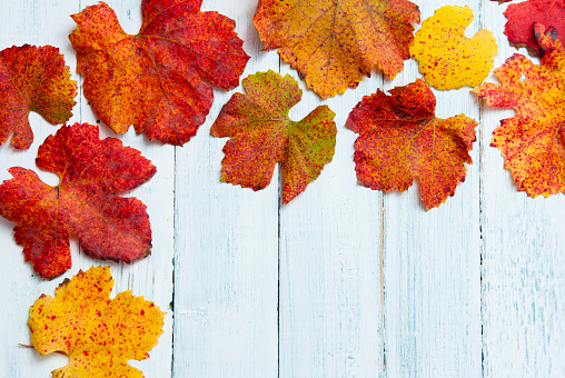 yellow and red autumn grape leaves frame background