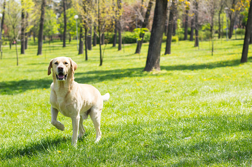 A white Labrador lying on the green grass in a park, looking at the camera.