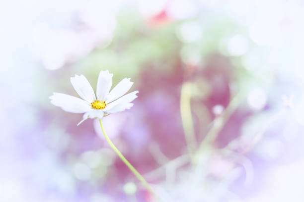 Soft pastel color. Blurry floral background.