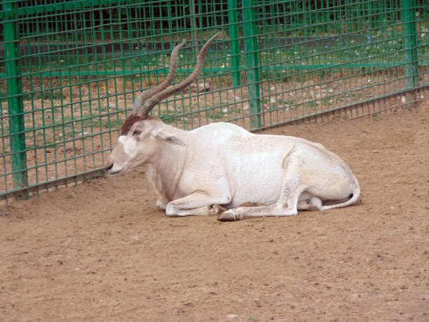 antelope addax at zoo in Romania