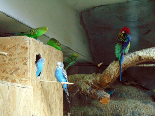 istock exotic birds in a cage at zoo 1331760472