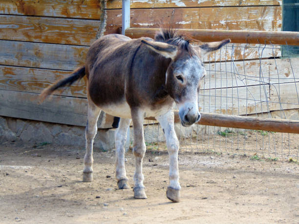 istock a donkey in a pen at zoo 1331760504