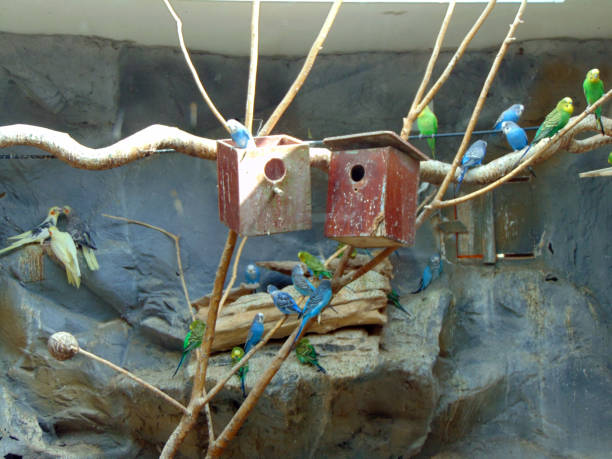 exotic birds in a cage at zoo