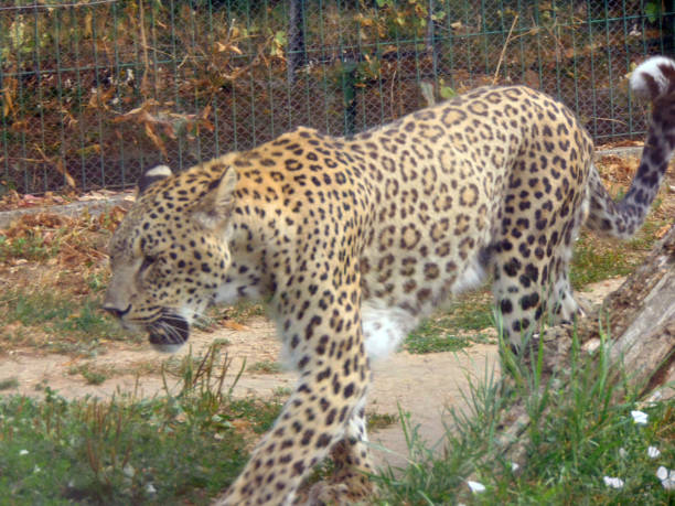 istock leopard in a pen at zoo 1331760542
