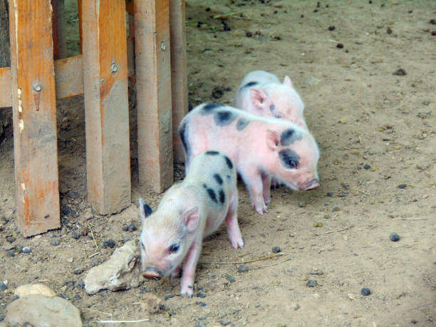 Piggy Little Pigs Mini - Free photo on Pixabay