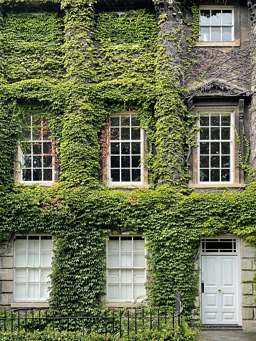 Ivy covered façade, City of Bath, Somerset, England, UK. Distinctive Georgian architecture and mellow Bath stone combine to create a city of style and outstanding beauty constructed on the banks of the River Avon after the discovery of natural healing mineral waters.
