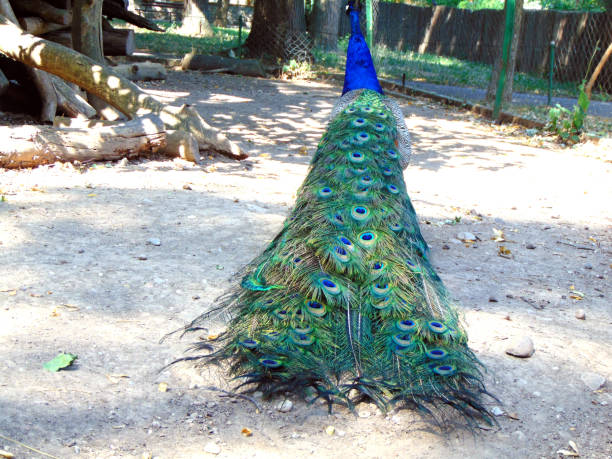 istock the tail of a peacock 1331761401