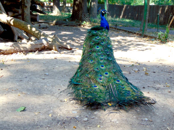 istock the tail of a peacock 1331761419