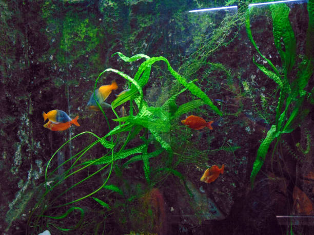 istock exotic fish in the aquarium 1331761421