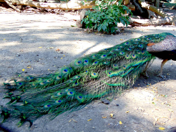 istock tail of a peacock - zoo 1331761450