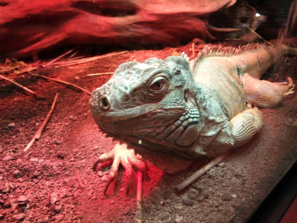 istock iguana in a cage - reptile 1331761531