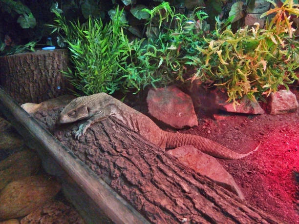 istock varan in a cage - reptile 1331761546