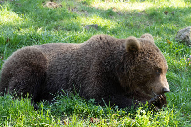 grand ours joue et regarde dans le parc national banff. un ours serch un peu de nourriture et de marcher à travers le gras. animal incroyable tout simplement merveilleux - southern rocky mountains photos et images de collection