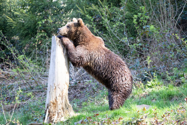 grand ours joue et regarde dans le parc national banff. un ours serch un peu de nourriture et de marcher à travers le gras. animal incroyable tout simplement merveilleux - southern rocky mountains photos et images de collection