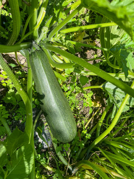 istock green zucchini plant with fruit
