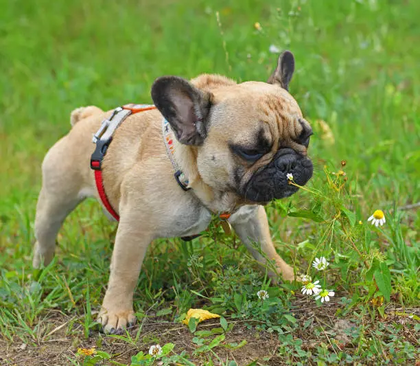 Photo of French bulldog puppy sniffing chamomile in park