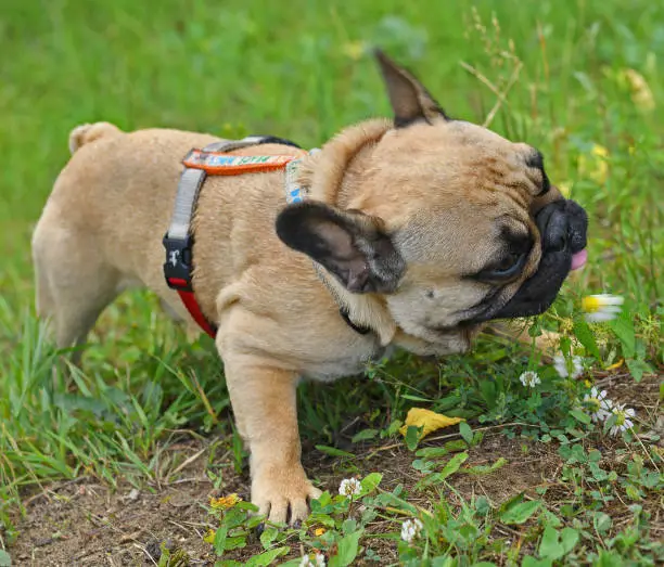 Photo of Delicious chamomile. French bulldog puppy eating flowers