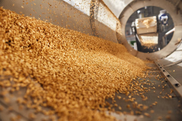 istock Golden wheat grains sorting, drying and peeling in the machine 1331763745