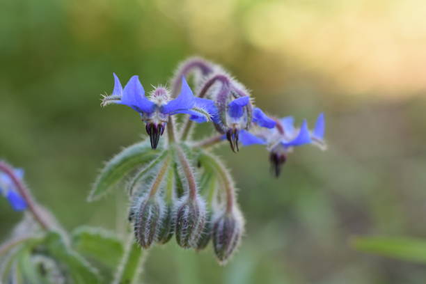 istock Blue flower Bourrache Borago officinalis permaculture 1331763886