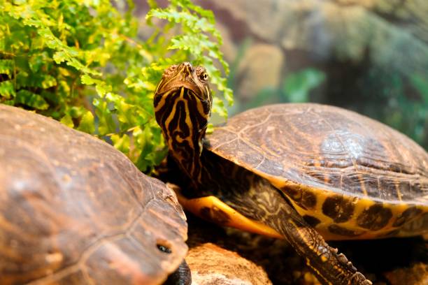 istock Turtle looking up in a fish tank 1331764171