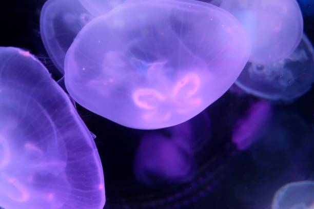 istock Aurelia aurita (Moon Jellyfish) in a tank 1331764795