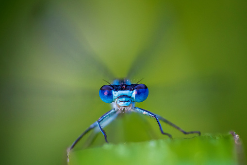 The common green bottle fly (Lucilia sericata) is a blowfly found in most areas of the world and is the most well-known of the numerous green bottle fly species. Its body is 10–14 mm (0.39–0.55 in) in length – slightly larger than a house fly – and has brilliant, metallic, blue-green or golden coloration with black markings. It has short, sparse, black bristles (setae) and three cross-grooves on the thorax. The wings are clear with light brown veins, and the legs and antennae are black.