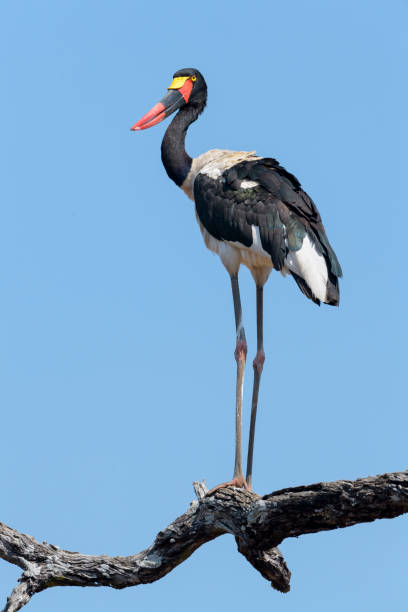 안장 청구 황새 (에피오린쿠스 세네갈렌시스) - saddle billed stork 뉴스 사진 이미지