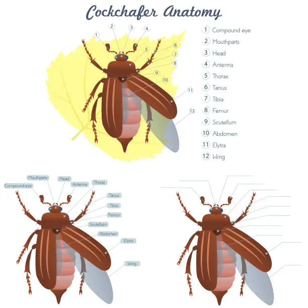 Vector illustration of External Anatomy of an Maybug on white background illustration
