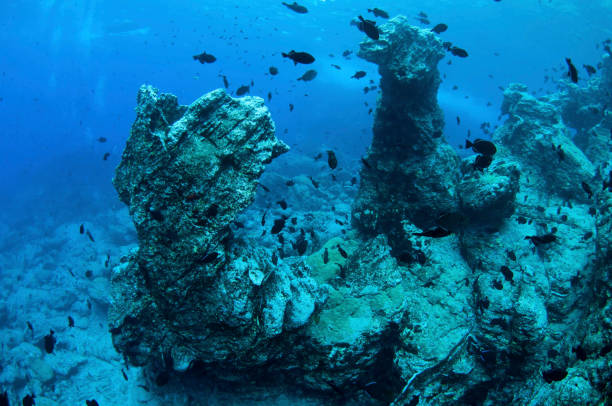 istock Underwater image of Black triggerfish swimming around volcanic reef structures at Ascension Island 1331768793