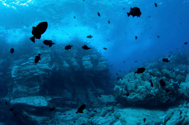 istock Underwater image of Black triggerfish swimming around volcanic reef structures  at Ascension Island 1331768938