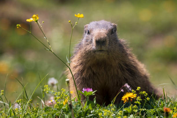 Marmot (Marmota) The alpine marmot (Marmota marmota) on the alpine meadow, large ground-dwelling squirrel, from the genus of marmots. woodchuck photos stock pictures, royalty-free photos & images